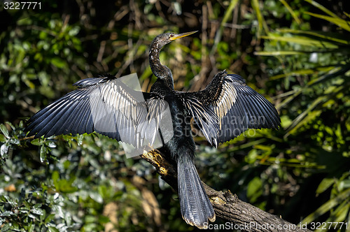 Image of anhinga, anhinga anhinga, water turkey