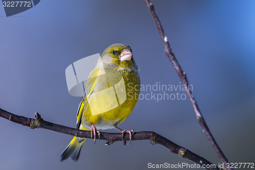 Image of greenfinch, carduelis  cloris