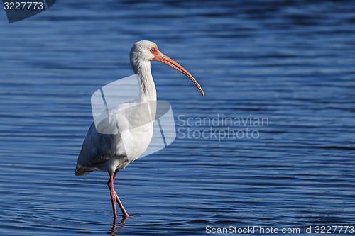 Image of american white ibis, eudocimus albus