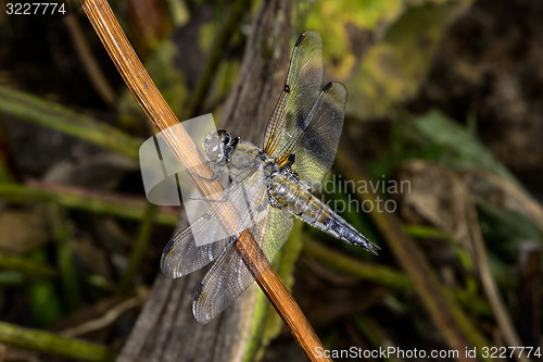Image of four-spotted chaser