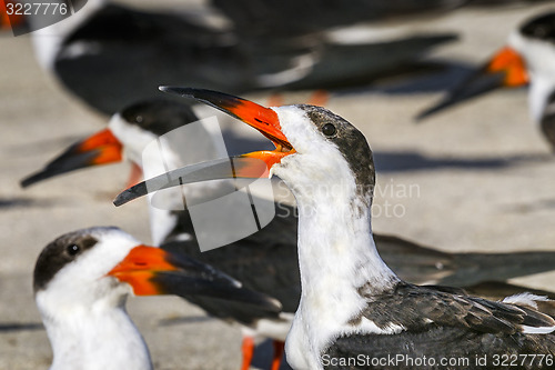 Image of black skimmer, rynchops niger