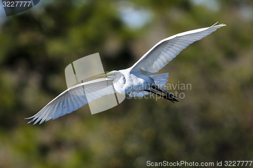 Image of ardea alba, great egret