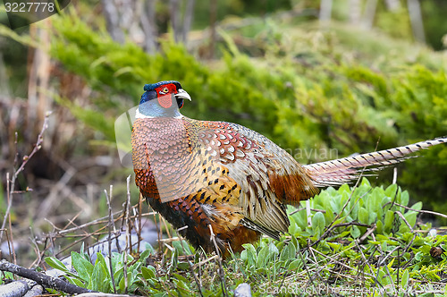 Image of common pheasant, phasianus colchicus