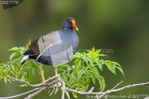 Image of common moorhen,  gallinula chloropus