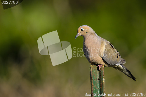 Image of mourning dove, zenaida macroura