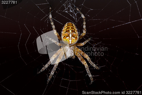 Image of araneus diadematus