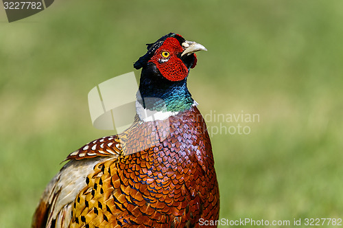 Image of common pheasant, phasianus colchicus