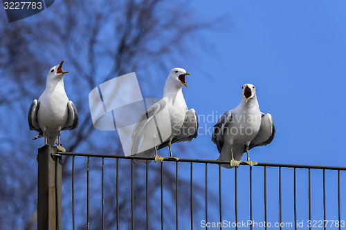 Image of common gull,  larus canus