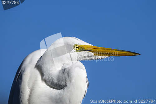 Image of ardea alba, great egret