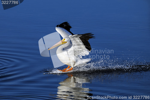 Image of american white pelican, pelecanus erythrorhynchos