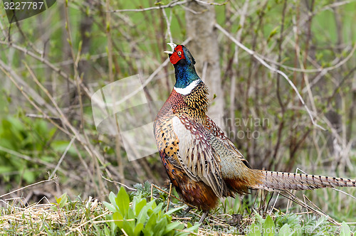 Image of common pheasant, phasianus colchicus