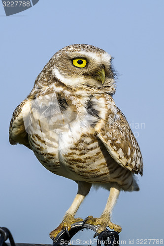 Image of athene cunicularia, burrowing owl