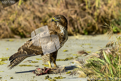 Image of ferruginous hawk, don edwards nwr, ca