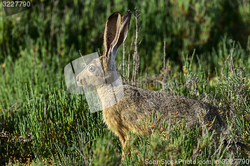 Image of black-tailed jackrabbit, don edwards nwr, ca