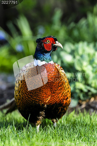 Image of common pheasant, phasianus colchicus