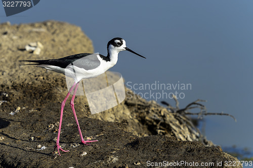 Image of black-necked stilt, don edwards nwr, ca