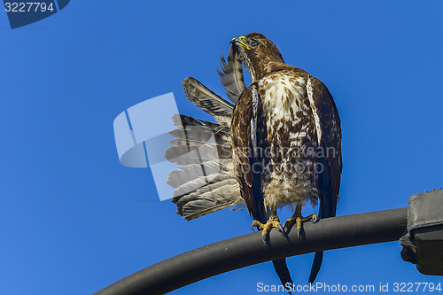 Image of ferruginous hawk, don edwards nwr, ca