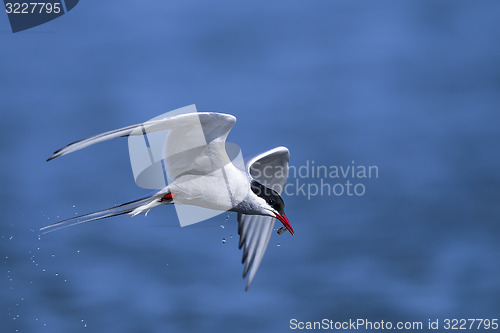 Image of arctic tern, sterna paradisaea