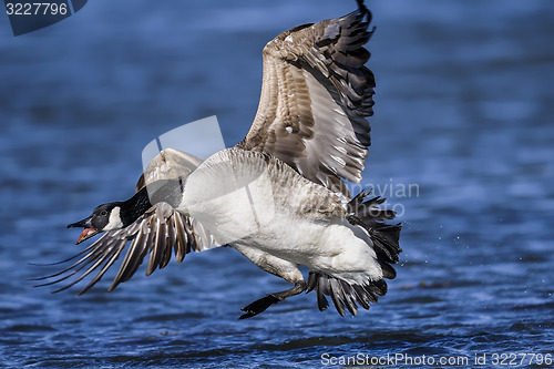 Image of canada goose, branta canadensis