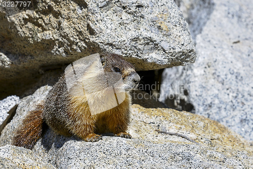 Image of yellow-bellied marmot, yosemite national park, california