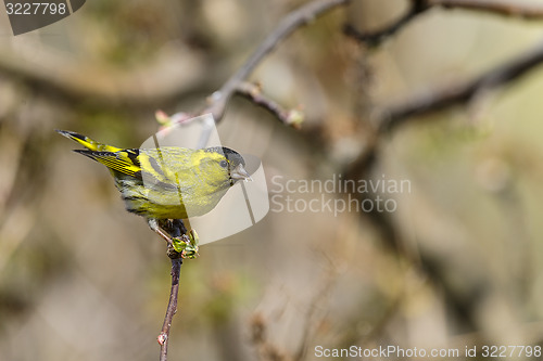 Image of eurasian siskin, carduelis spinus