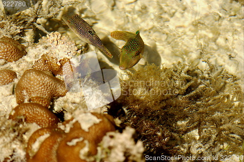 Image of Coral fishes on lagoone