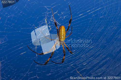 Image of golden orb-web spider, nephila clavipes