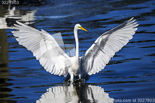 Image of ardea alba, great egret