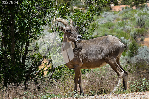 Image of bighorn sheep