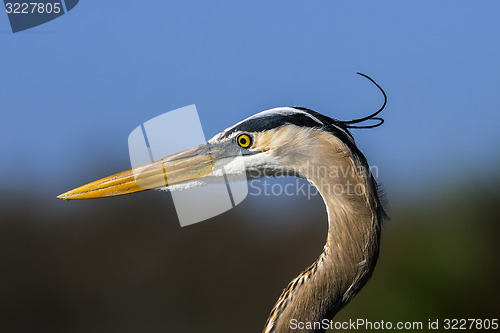 Image of great blue heron, ardea herodias