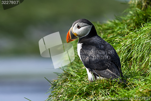 Image of atlantic puffin, fratercula arctica