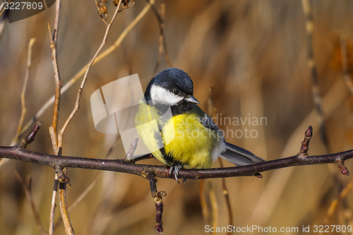 Image of great tit, parus major