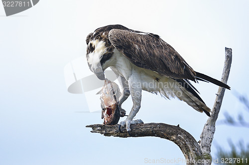 Image of osprey, pandion haliaetus