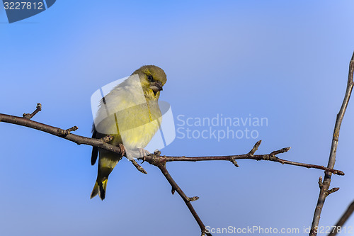 Image of greenfinch, carduelis  cloris