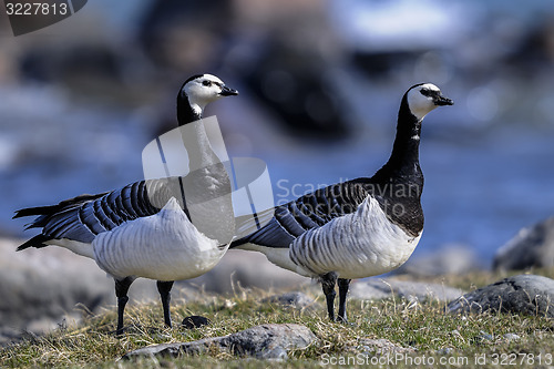 Image of barnacle goose, branta leucopsis