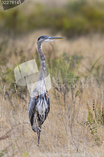 Image of great blue heron, ardea herodias, california