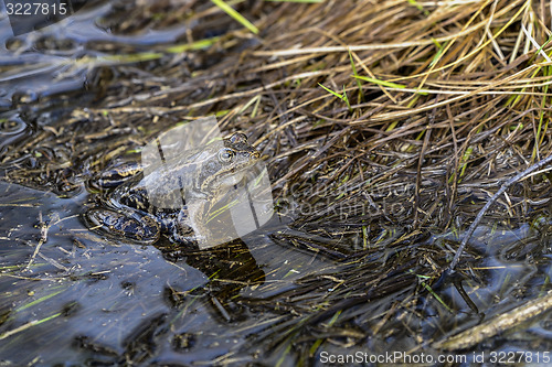 Image of rana temporaria, common frog