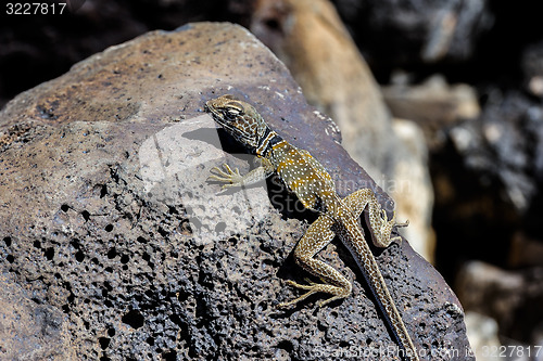 Image of great basin collared lizard, crotaphytus bicinctores, death vall