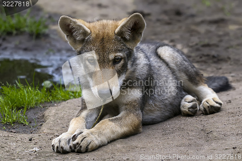 Image of wolf, canis lupus