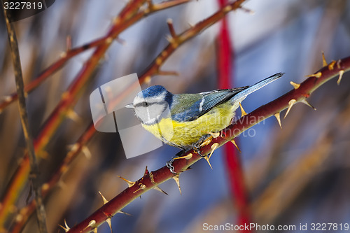 Image of blue tit, parus caeruleus