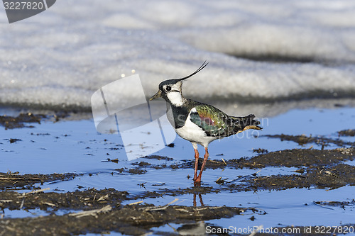 Image of vanellus vanellus, northern lapwing