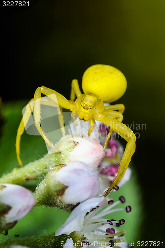 Image of goldenrod crab spider, misumena vatia