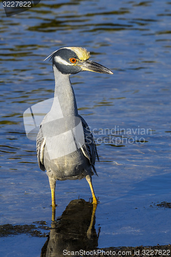 Image of nycticorax violaceus, yellow-crowned night heron