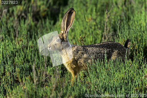 Image of black-tailed jackrabbit, don edwards nwr, ca