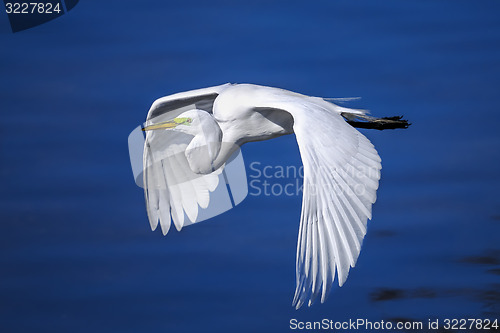 Image of ardea alba, great egret