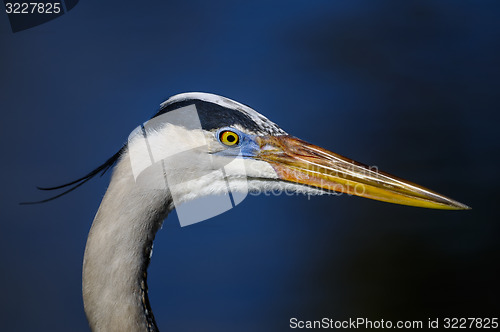 Image of great blue heron, ardea herodias