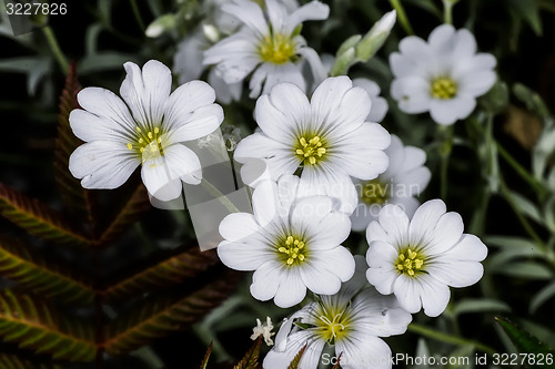 Image of snow-in-summer,  cerastium tomentosum