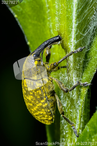 Image of larinus sturnus, weevil