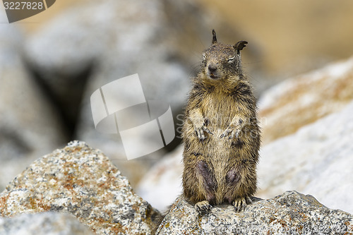 Image of california ground squirrel, spermophilus beecheyi