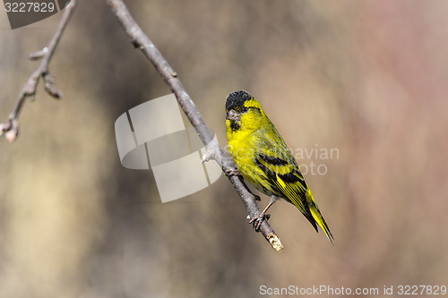 Image of eurasian siskin, carduelis spinus